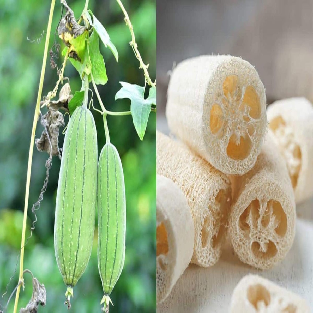 Heirloom Non-GMO Luffa Flower Seeds for Planting 100 pcs | Versatile Garden Blooms & Sponges
