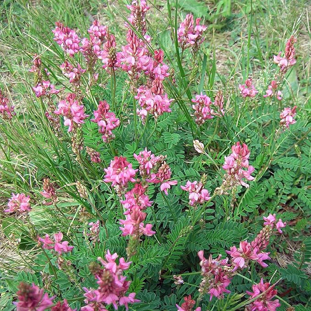 Heirloom Non-GMO Onobrychis Viciifolia Flower Seeds for Planting Pollinator-Friendly Blooms | High Germination