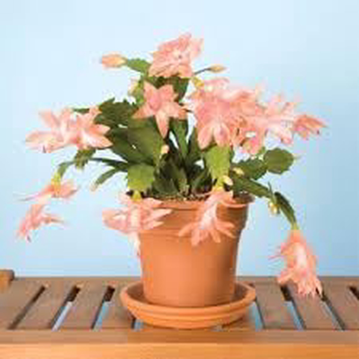 Heirloom Non-GMO Schlumbergera Flower Seeds for Planting Christmas Cactus Blooms, High Germination