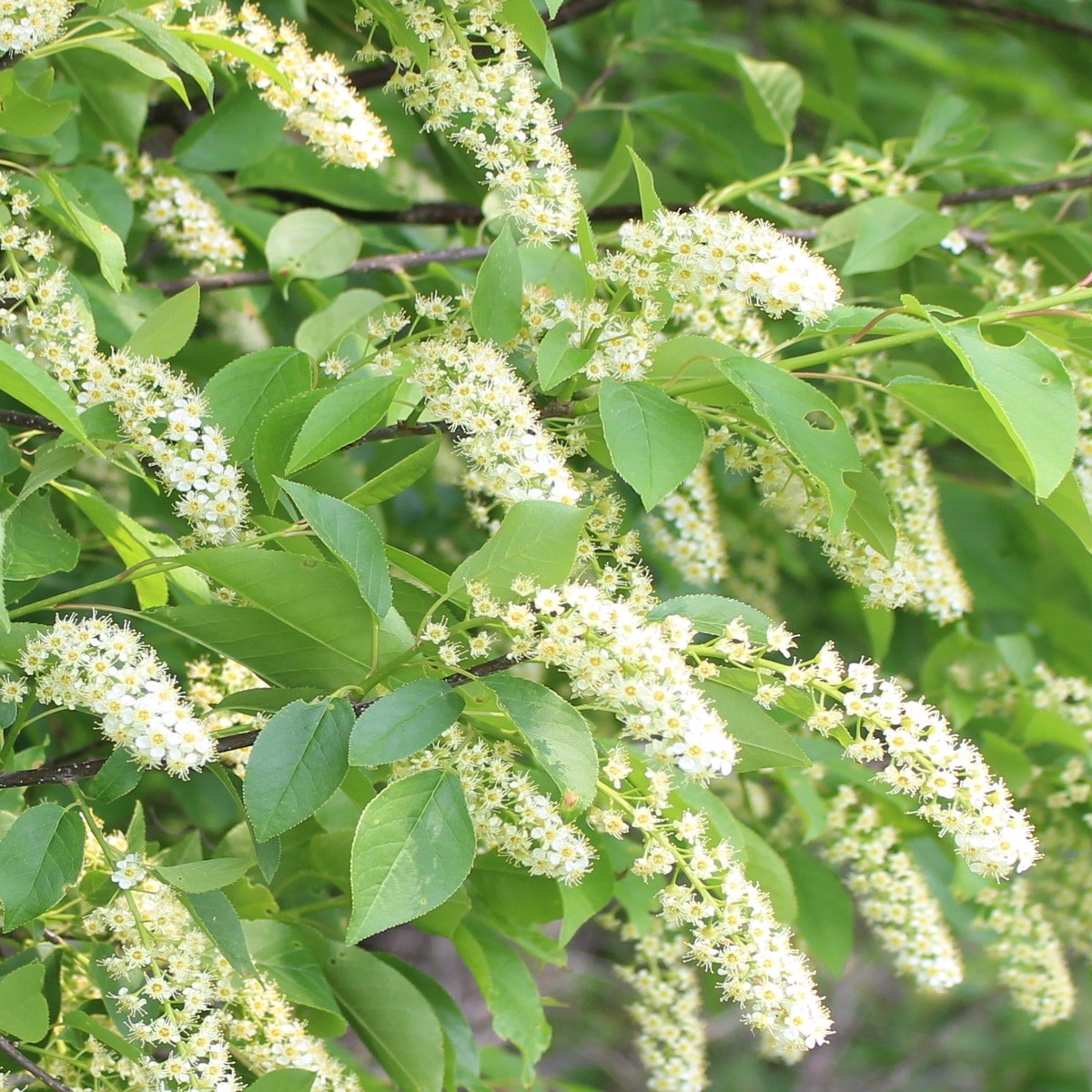 Heirloom Non-GMO Verbena Chokecherry Flower Seeds for Planting Pollinator-Friendly Blooms, High Germination