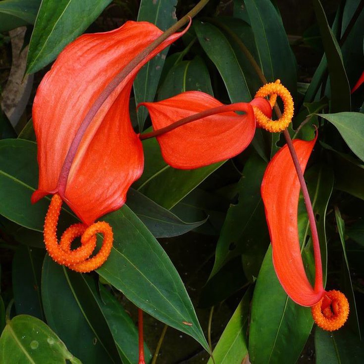 Heirloom Pigtail Anthurium Seeds Non-GMO Tropical Flower Seeds for Planting