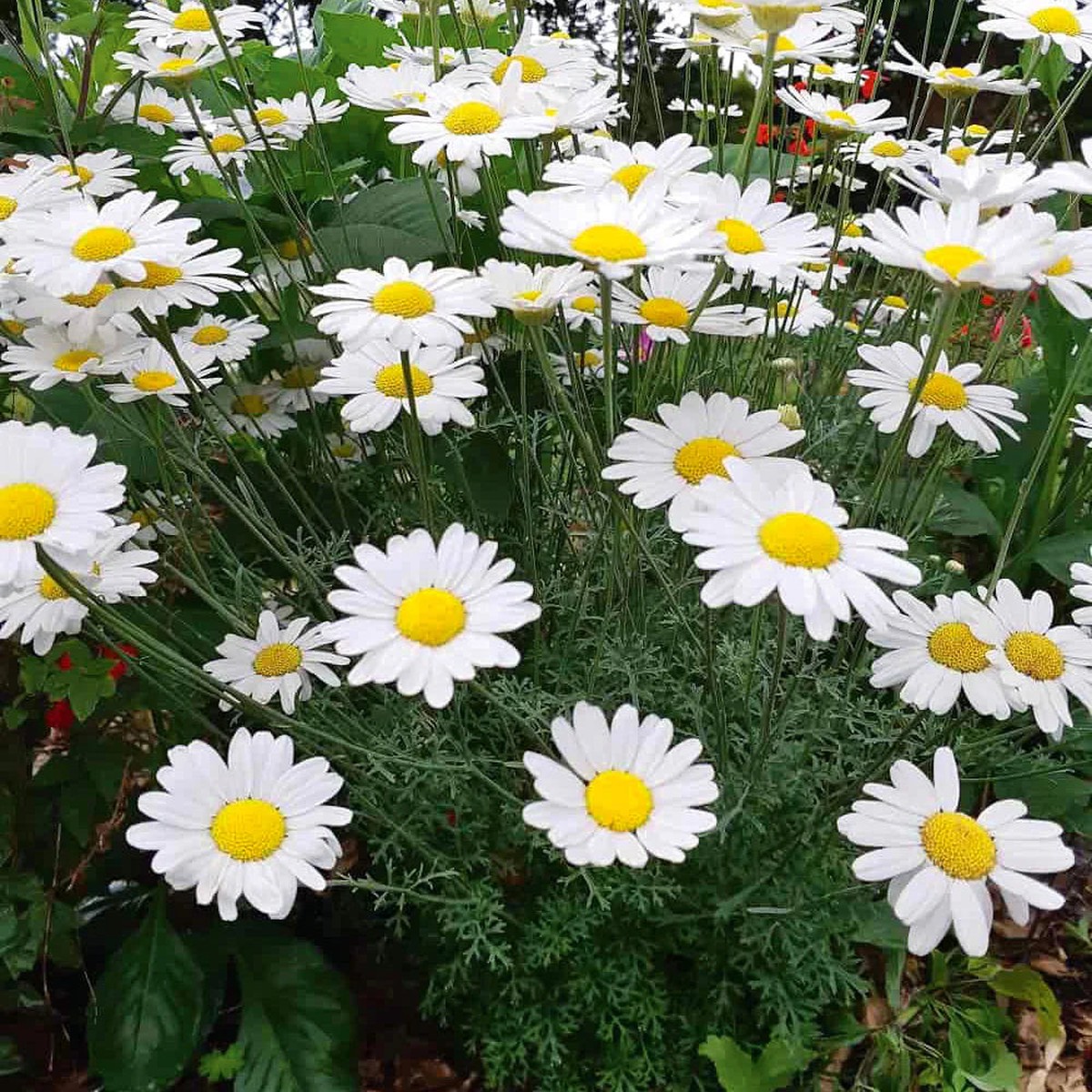 Heirloom Pyrethrum Seeds Non-GMO Flower Seeds for Planting | High Germination Organic Garden Blooms
