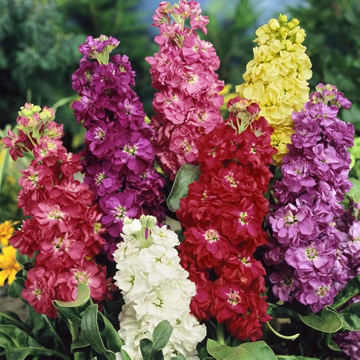 Matthiola Flower Seeds for Planting Heirloom, Non-GMO, High Germination Organic Garden Seeds
