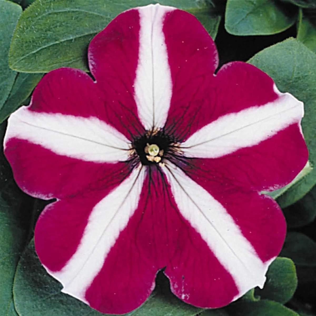 Burgundy White Petunia Flower Seeds for Planting Heirloom Non-GMO, Easy to Grow Organic Garden Seeds, High Germination