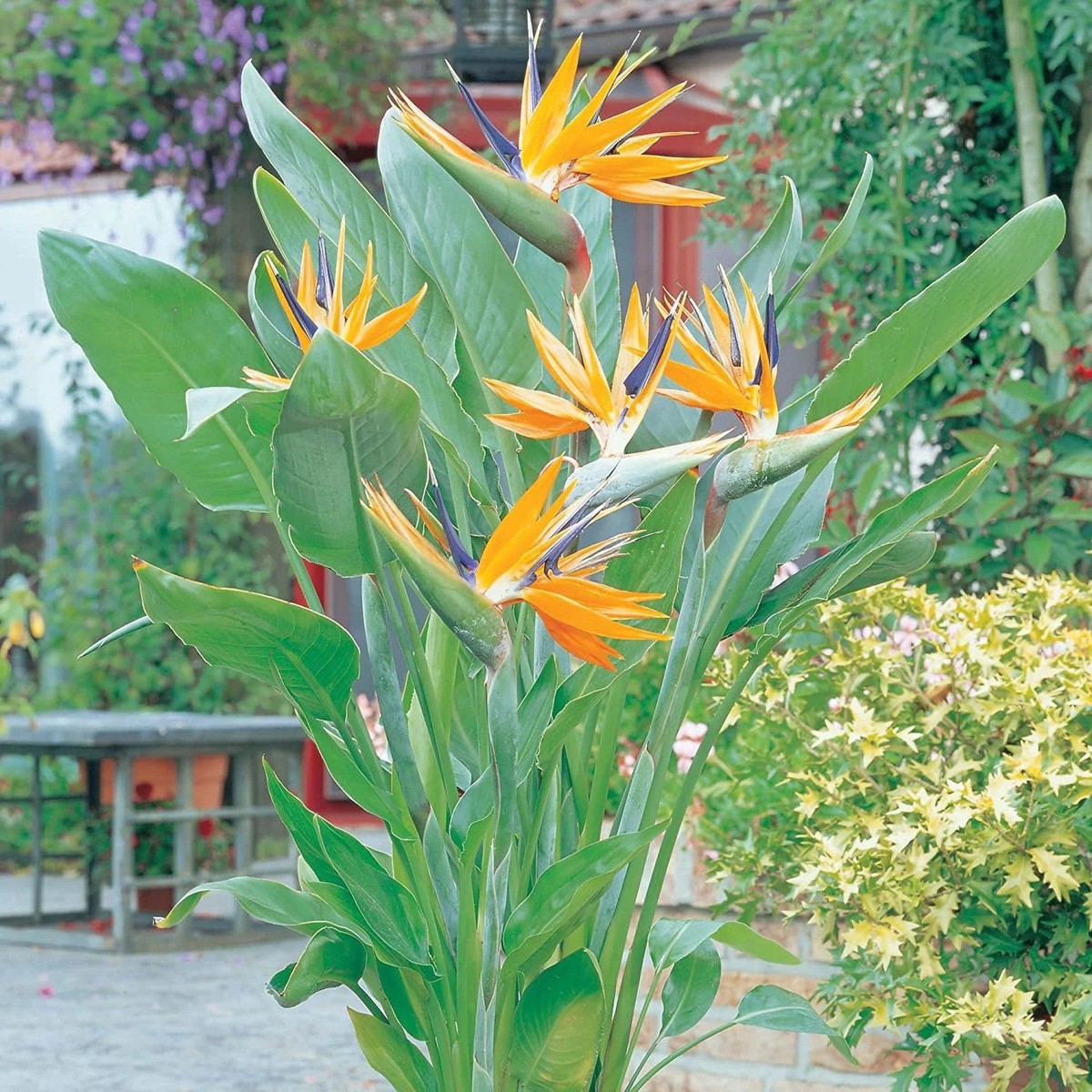 Heirloom Non-GMO Yellow Blue Strelitzia Reginae Flower Seeds for Planting Exotic Bird of Paradise Seeds