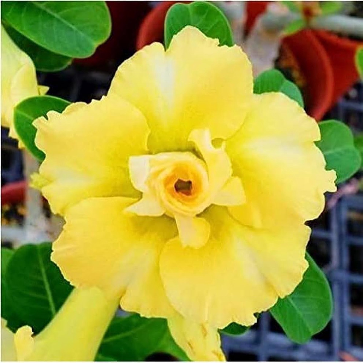 Light Yellow Adenium Obesum Flower Seeds for Planting Heirloom, Non-GMO, High Germination Desert Rose Bonsai Seeds