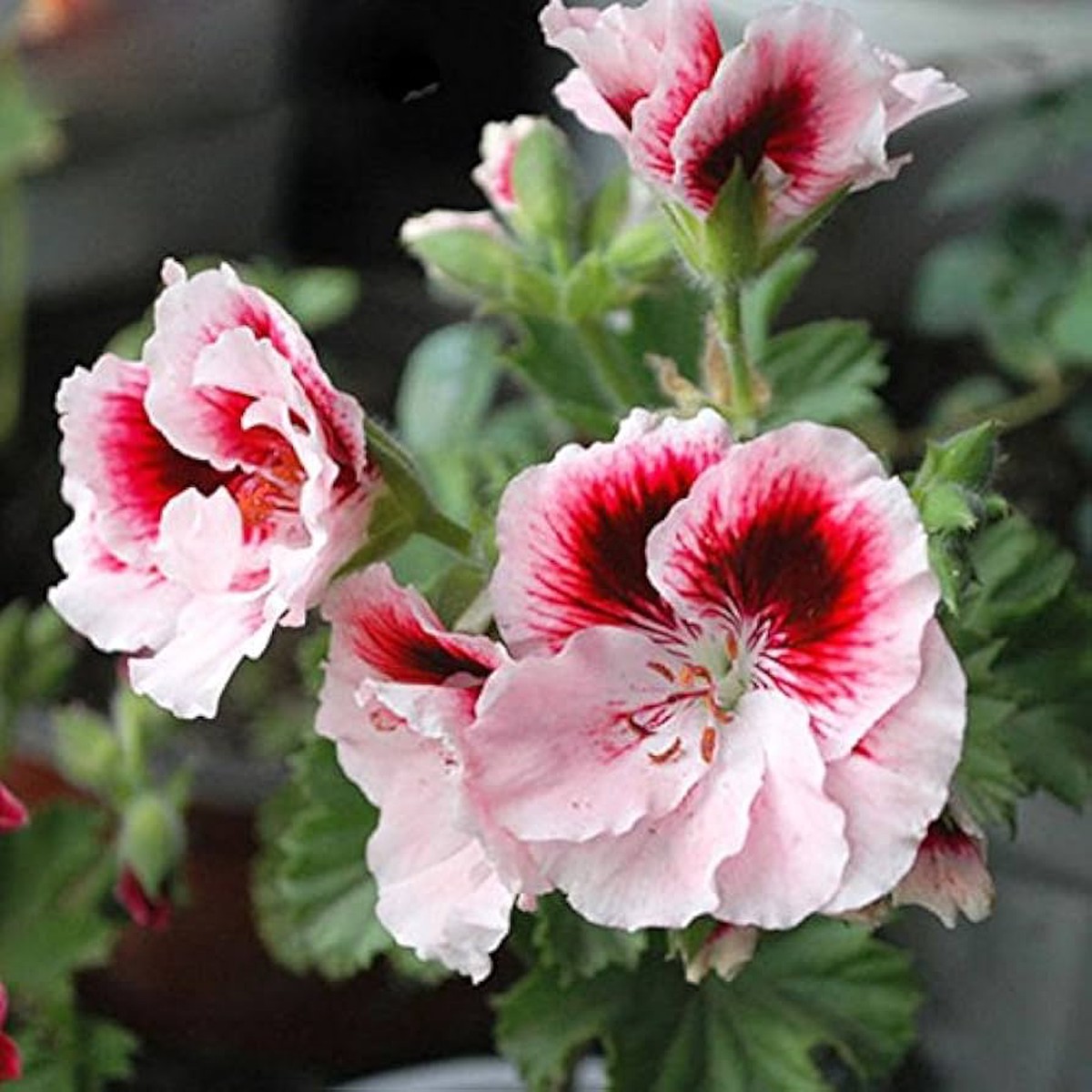 Multicolored Univalve Geranium Flower Seeds for Planting  Heirloom, Non-GMO, High Germination Organic Garden Seeds