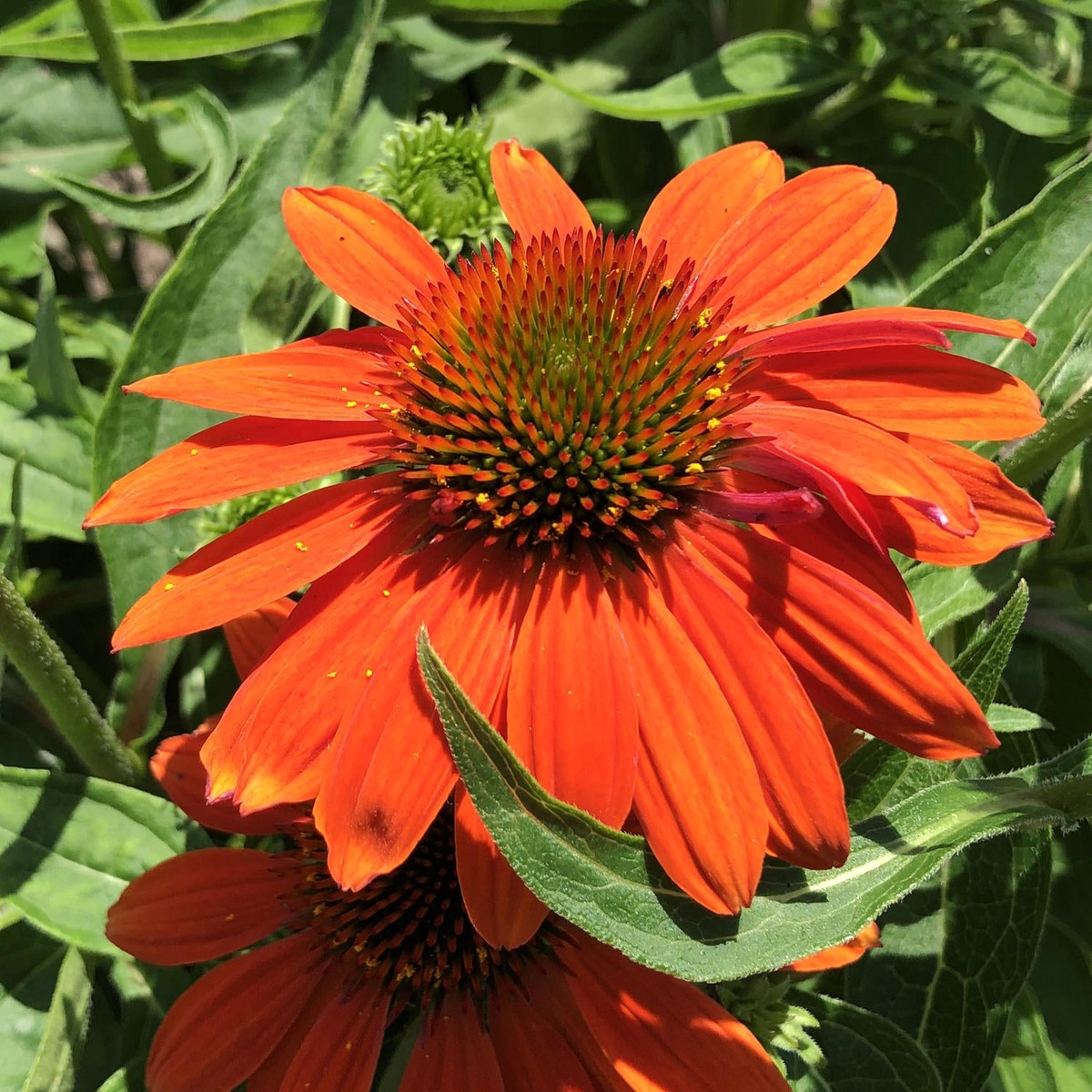 Orange Echinacea Flower Seeds for Planting Heirloom, Non-GMO, High Germination Seeds to Attract Pollinators & Bees
