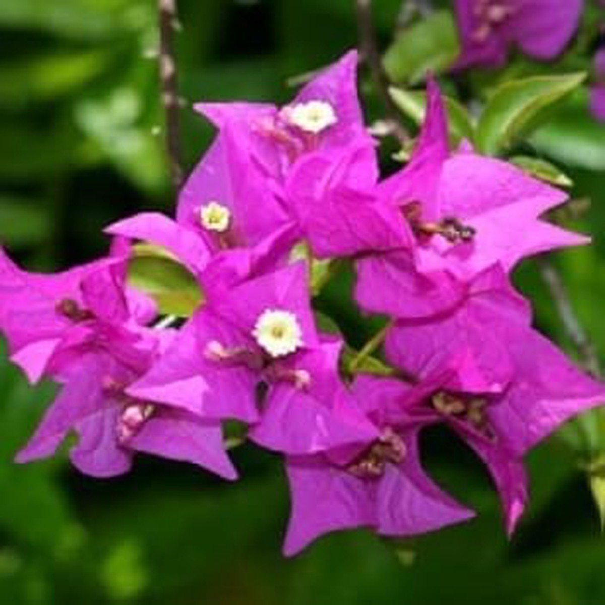 Purple Bougainvillea Climbing Flower Seeds for Planting Heirloom, Non-GMO, High Germination Vibrant Vine Seeds