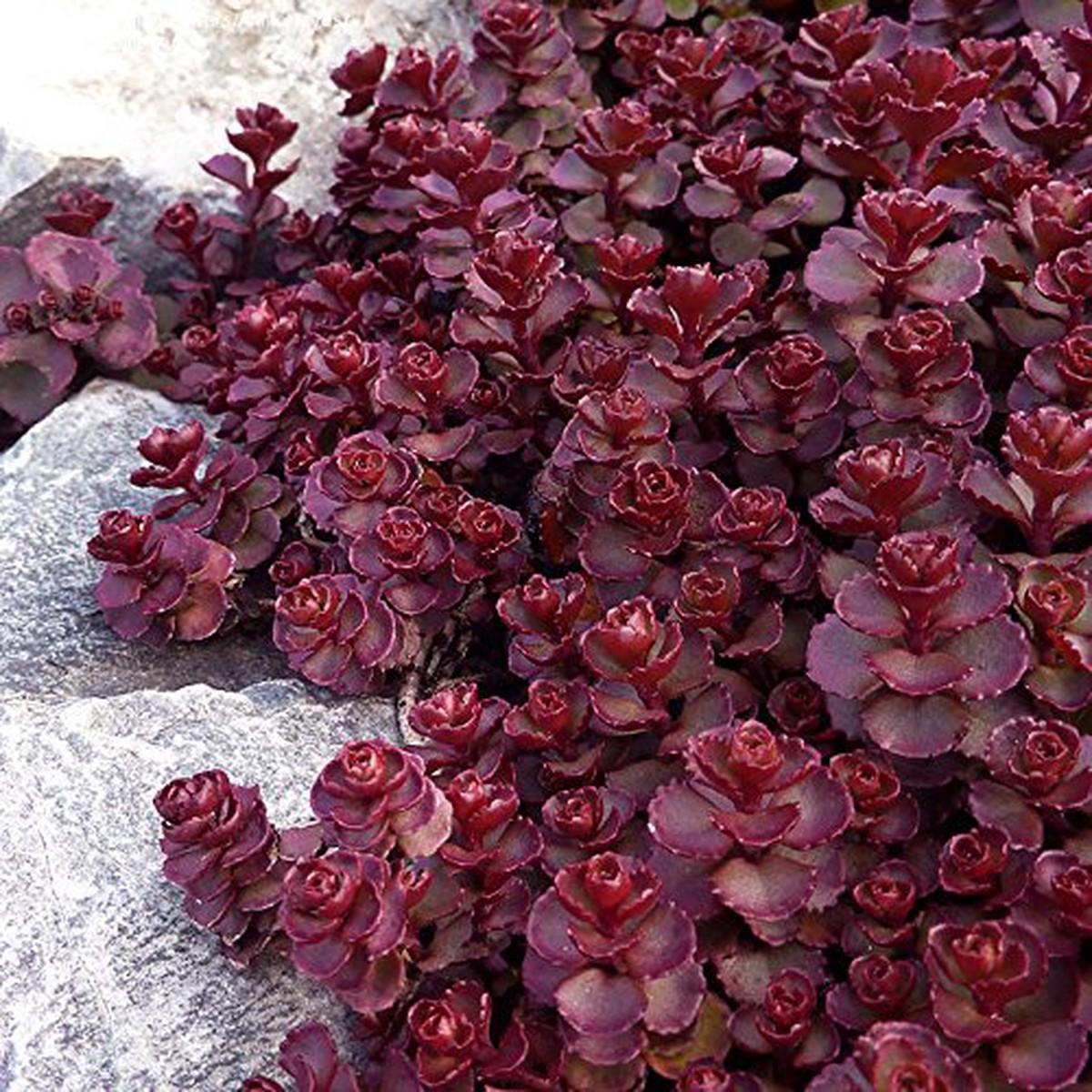 Red Perennial Flower Seeds for Planting 100 pcs, Heirloom, Non-GMO, High Germination Organic Garden Seeds