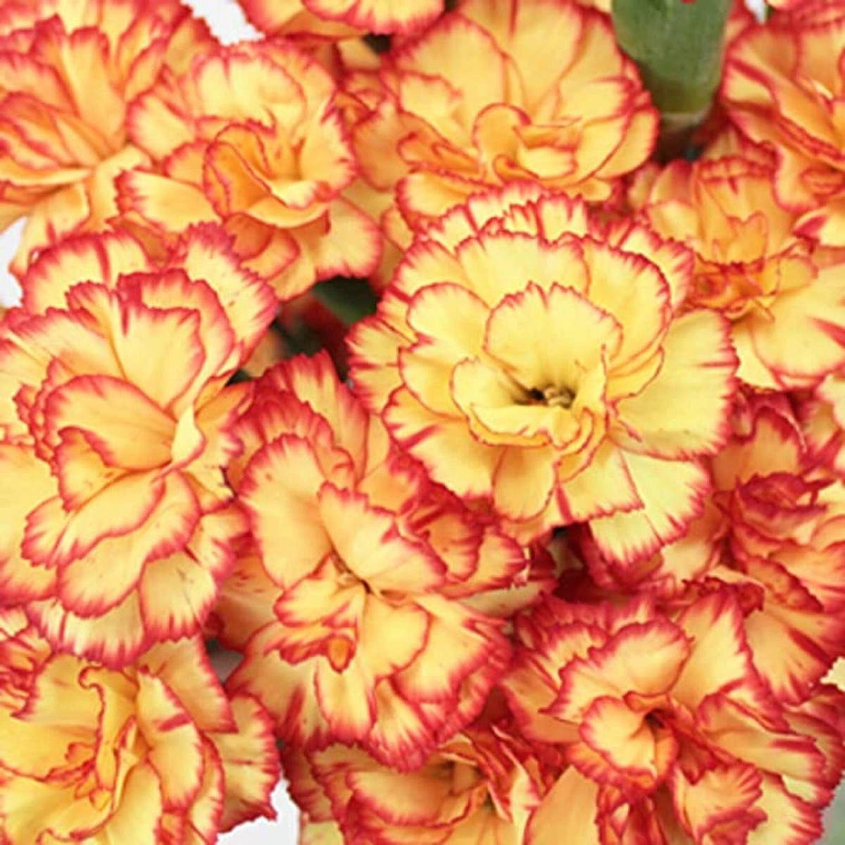 Yellow Red Carnation Flower Seeds for Planting Heirloom, Non-GMO, High Germination Bright Bi-Color Garden Blooms