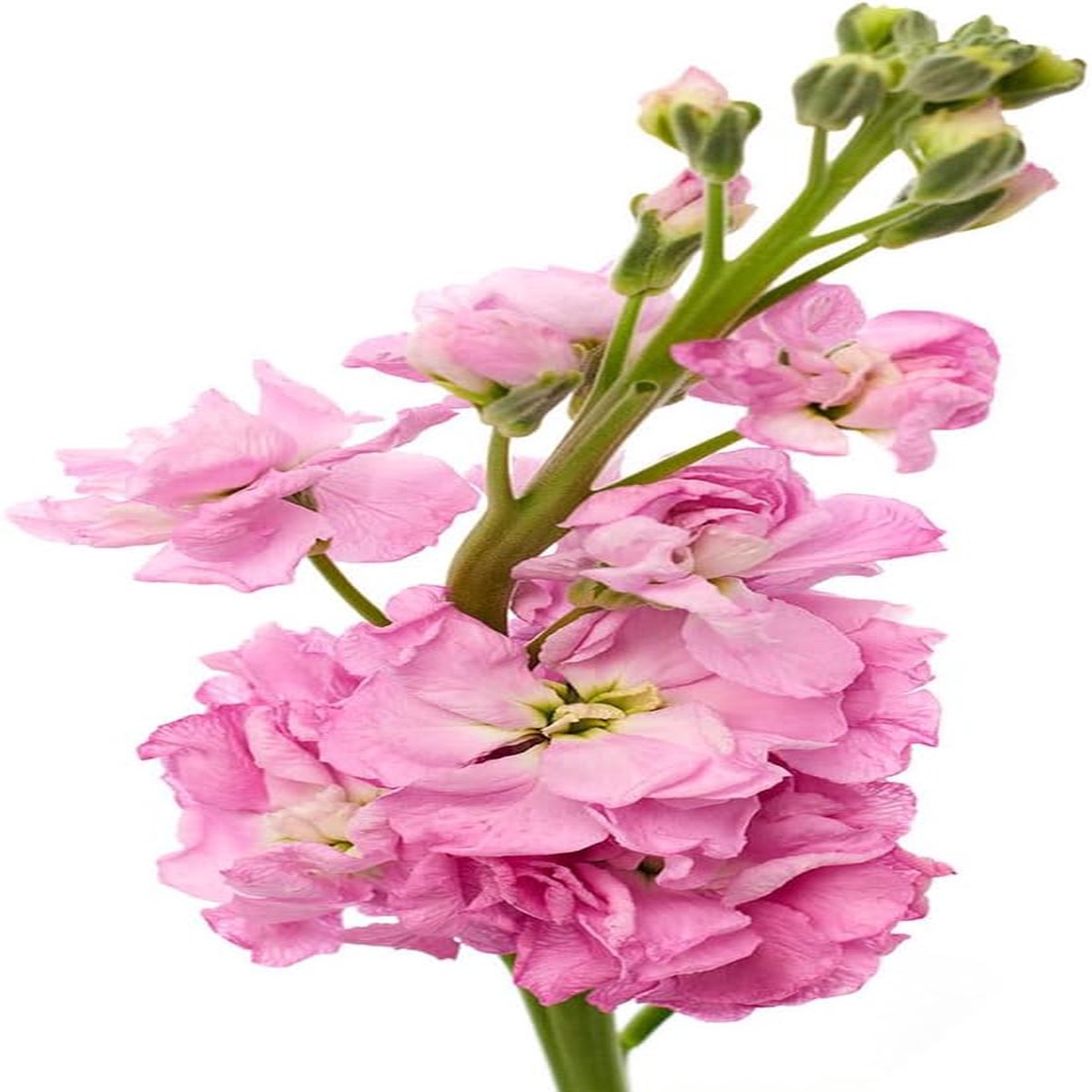 Baby Pink Matthiola Incana Flower Seeds for Planting Heirloom, Non-GMO, High Germination Garden Seeds