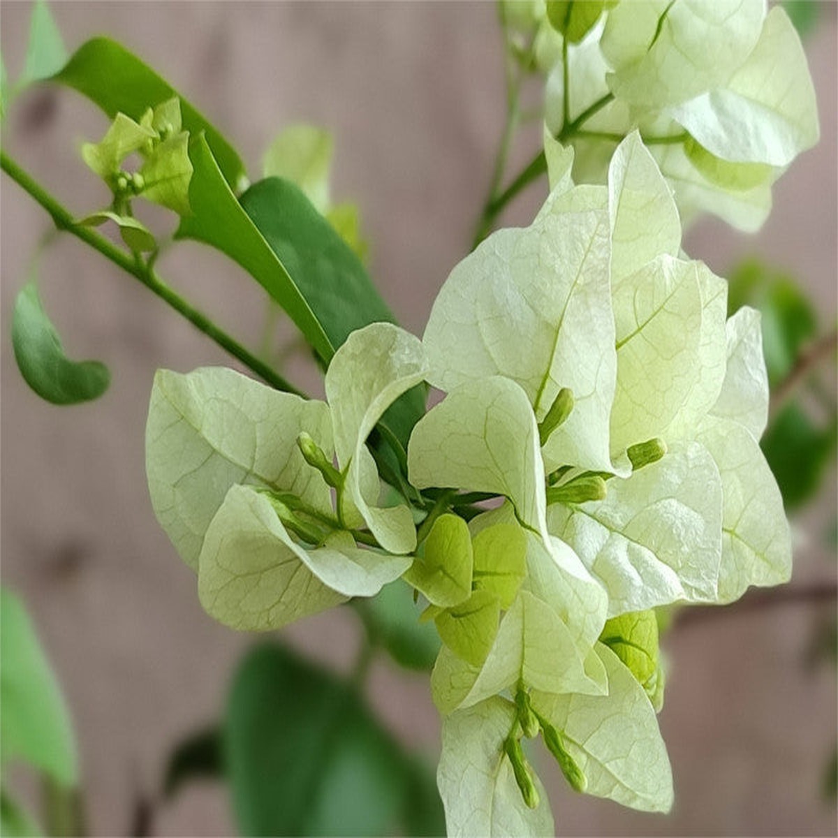 Green Bougainvillea Climbing Flower Seeds Heirloom Non-GMO High Germination Organic Garden Vine Seeds