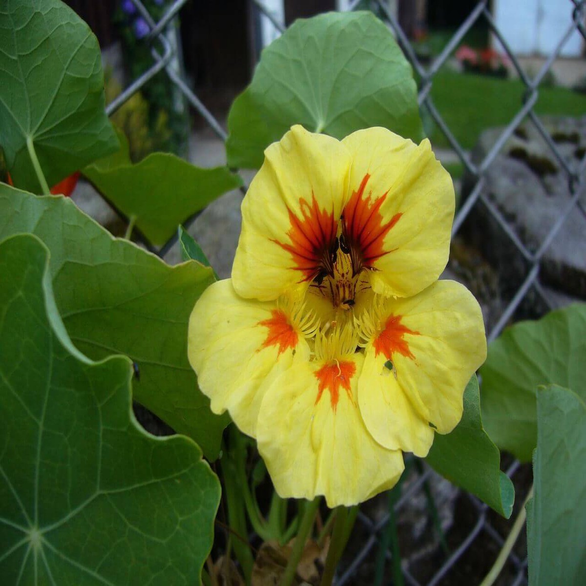 Green Yellow Nasturtium Flower Seeds for Planting Heirloom, Non-GMO, High Germination Garden Seeds