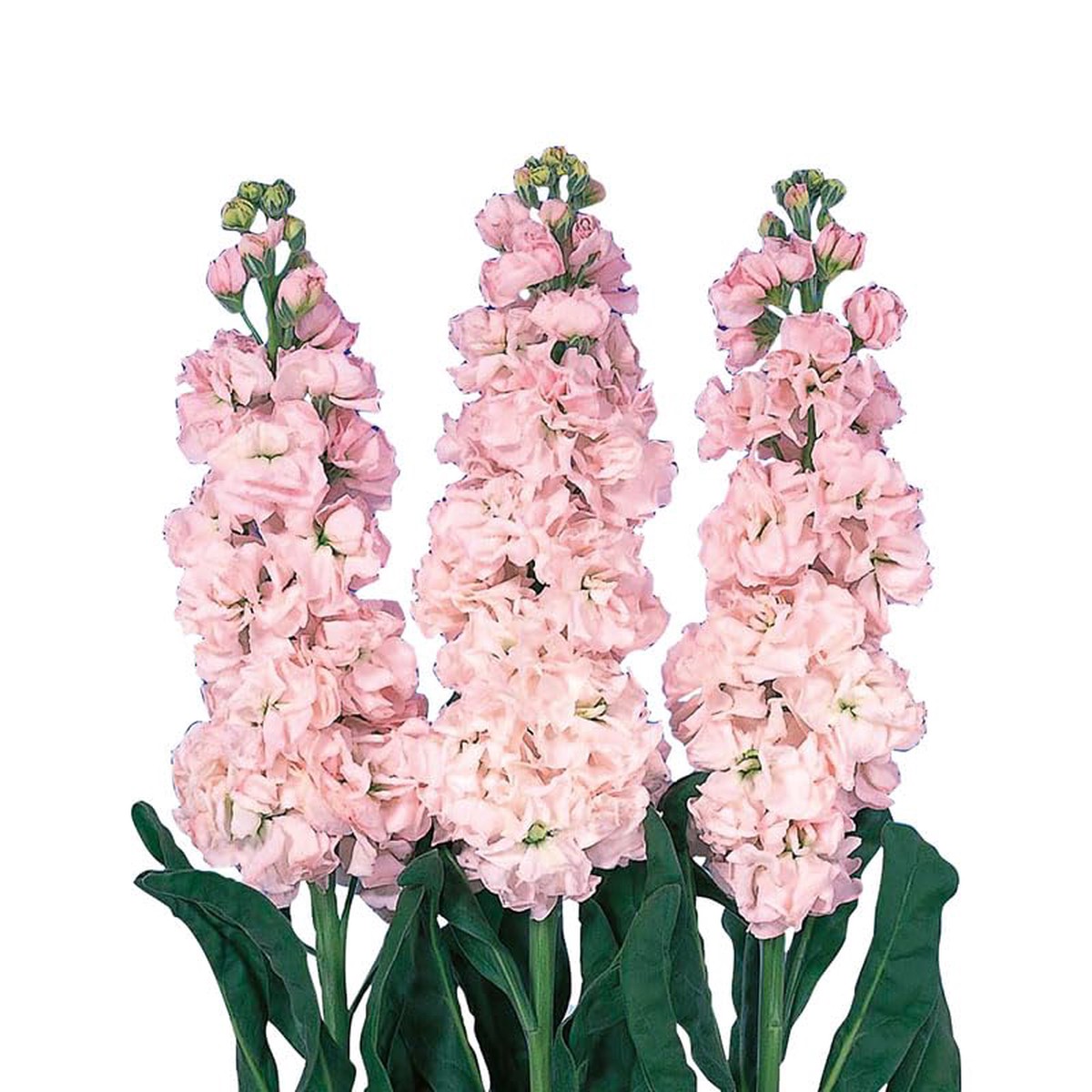 Heirloom Non-GMO Matthiola Incana Flower Seeds | Green Fragrant Blooms | Organic Garden Seeds for Planting | High Germination