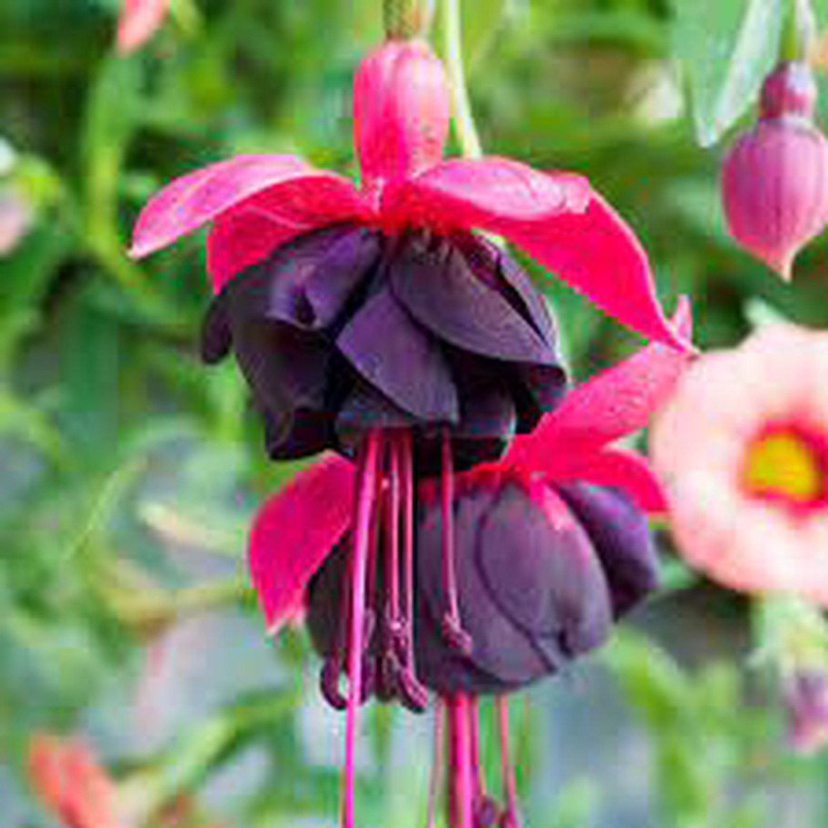 Heirloom Red Black Fuchsia Flower Seeds Non-GMO, High Germination Organic Garden Seeds for Planting Striking Home Garden Blooms