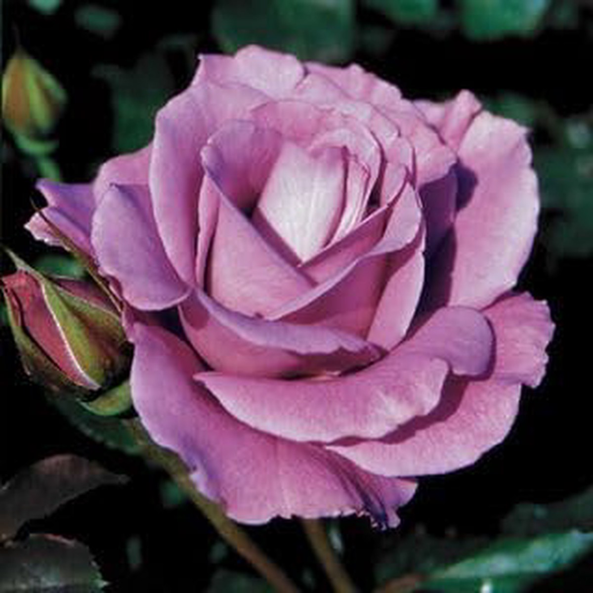Lavender Rose Flower Seeds for Planting Heirloom Non-GMO High Germination Organic Garden Seeds