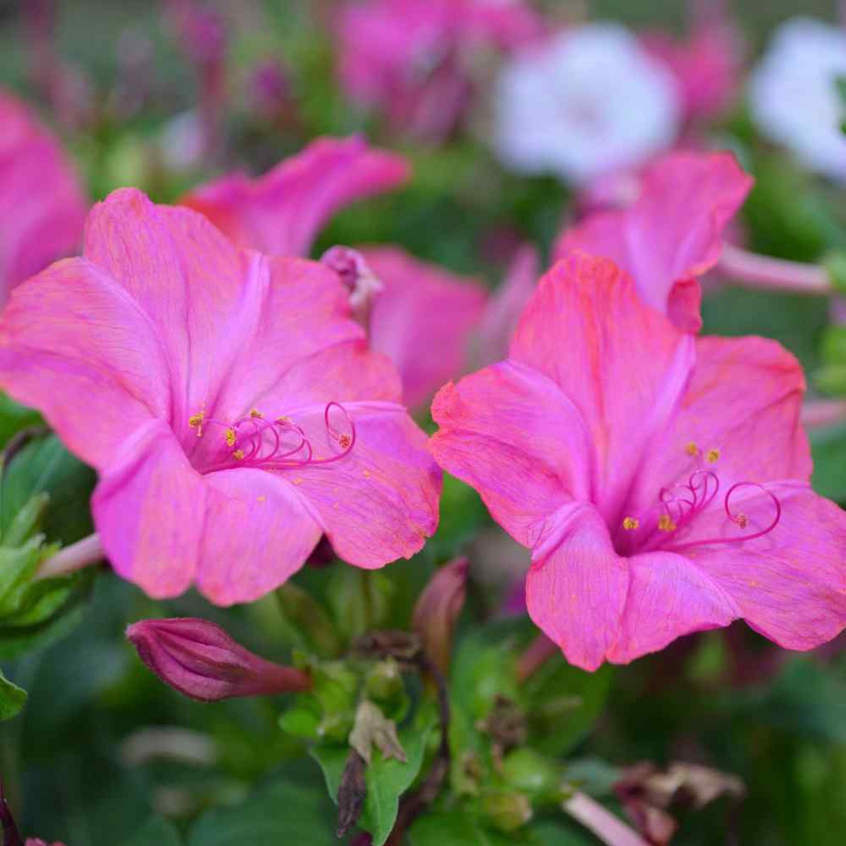 Light Pink Mirabilis Flower Seeds for Planting Heirloom Non-GMO Organic Garden Seeds, High Germination