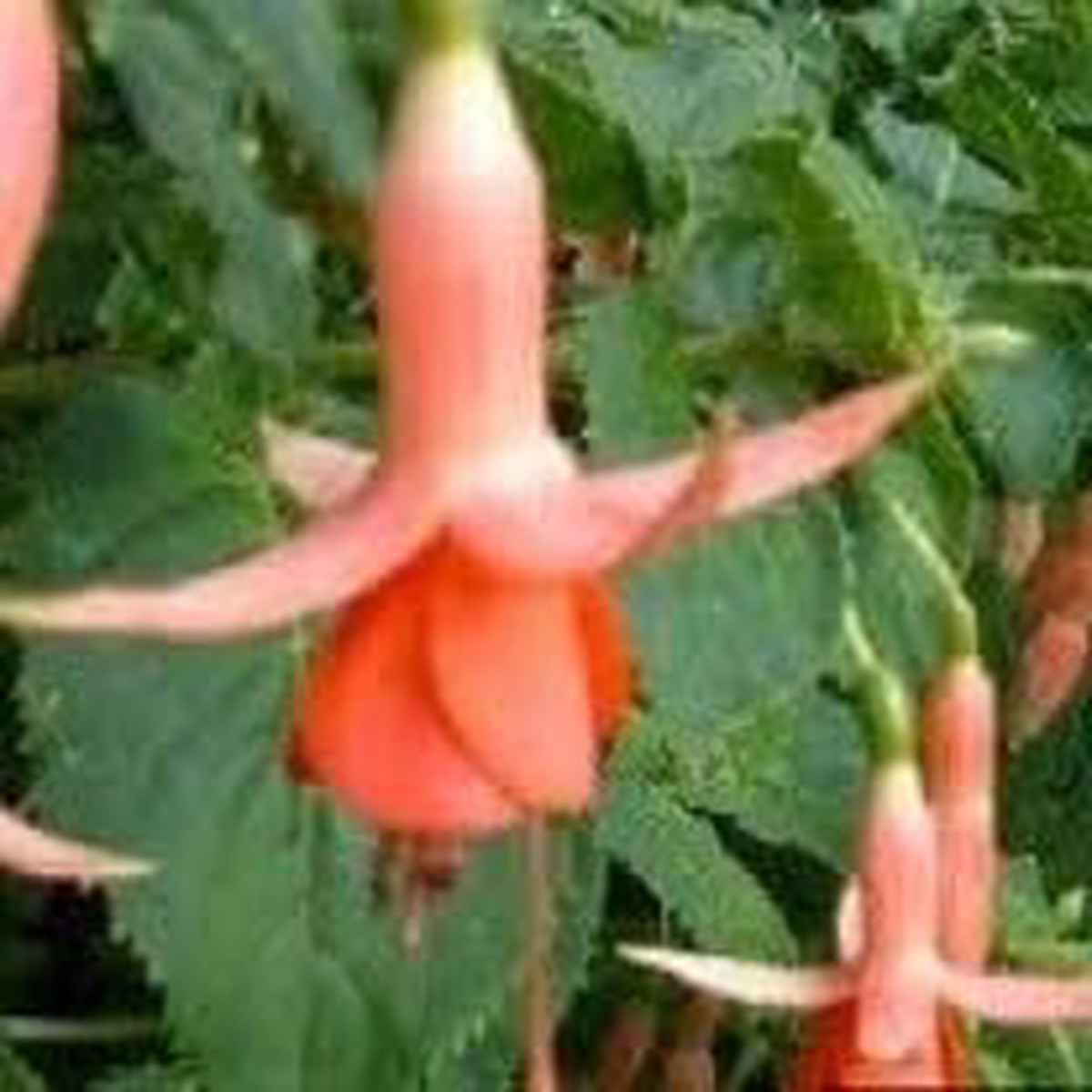Orange Fuchsia Hybrida Flower Seeds Heirloom, Non-GMO, High Germination Organic Garden Seeds for Planting Brilliant Hanging Blooms