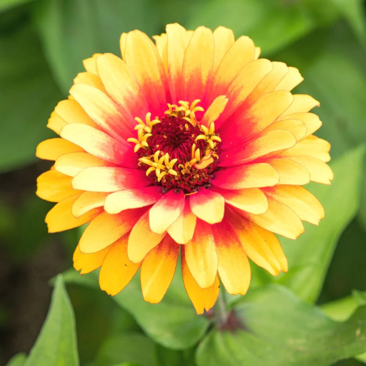 Pink Yellow Zinnia Flower Seeds for Planting Vibrant Garden Blooms, Heirloom, Non-GMO, High Germination Seeds