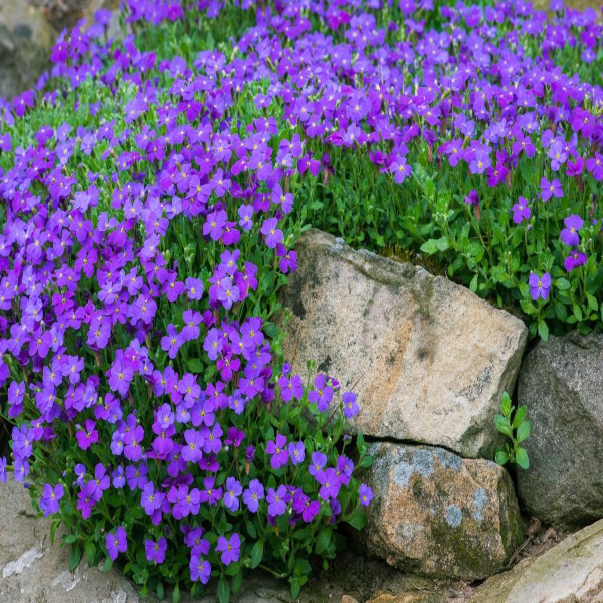 Purple Perennial Flower Seeds for Planting 100 pcs, Heirloom, Non-GMO, High Germination Long-Lasting Garden Blooms