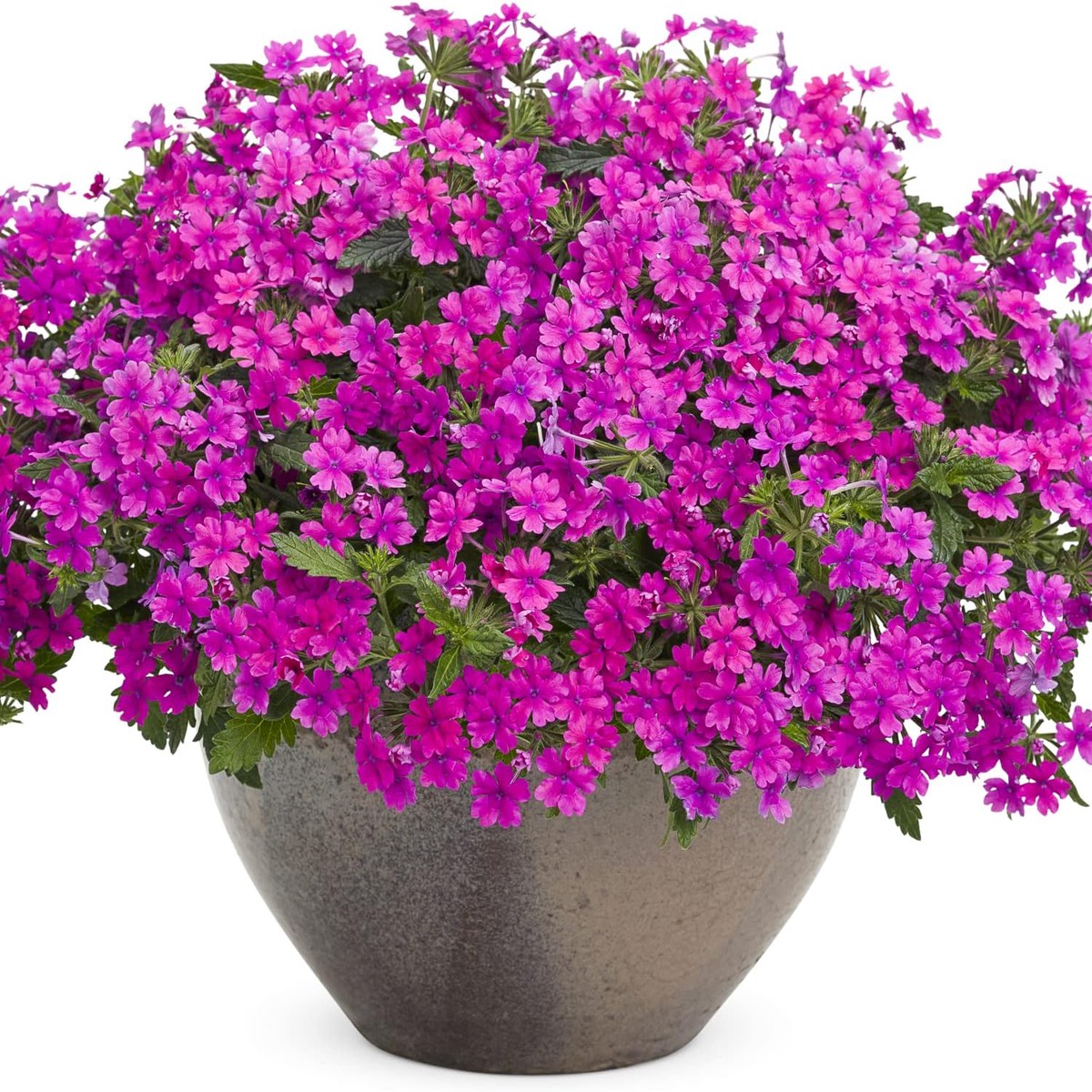 Purple Verbena Flower Seeds Heirloom Non-GMO High Germination 100 pcs Organic Garden Seeds for Planting