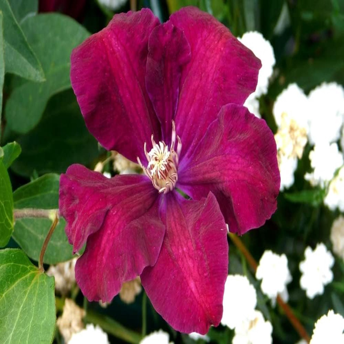 Red Clematis Flower Seeds for Planting Heirloom, Non-GMO, High Germination Climbing Vine Garden Seeds