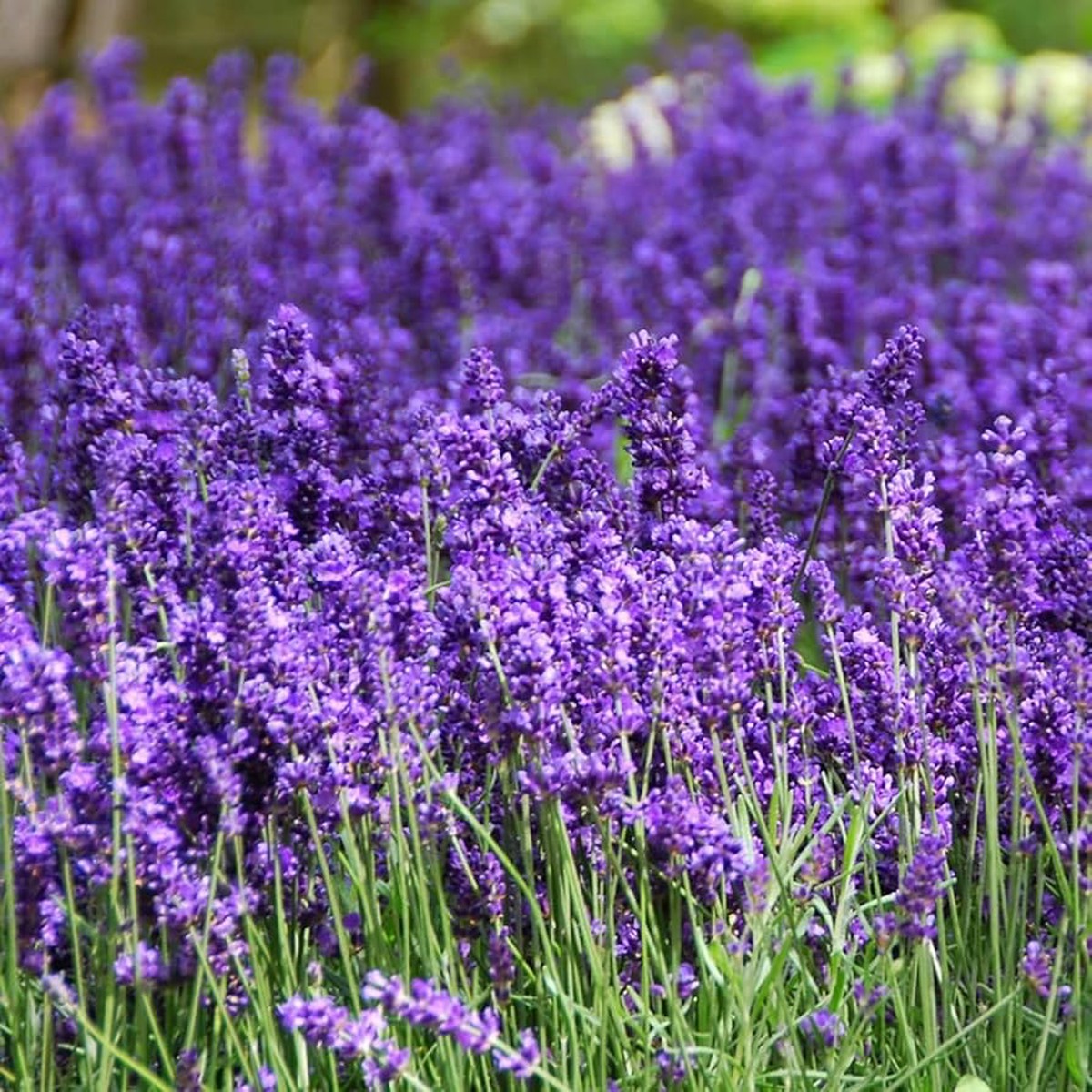 Violet English Flower Seeds for Garden Planting Heirloom Non-GMO High Germination Organic Garden Seeds