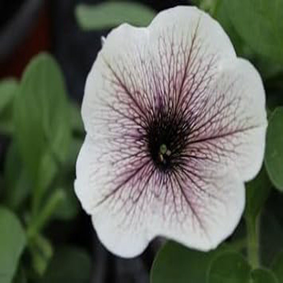 White & Black Petunia Flower Seeds for Planting | Heirloom Non-GMO Organic Garden Seeds | High Germination Beautiful Blooms