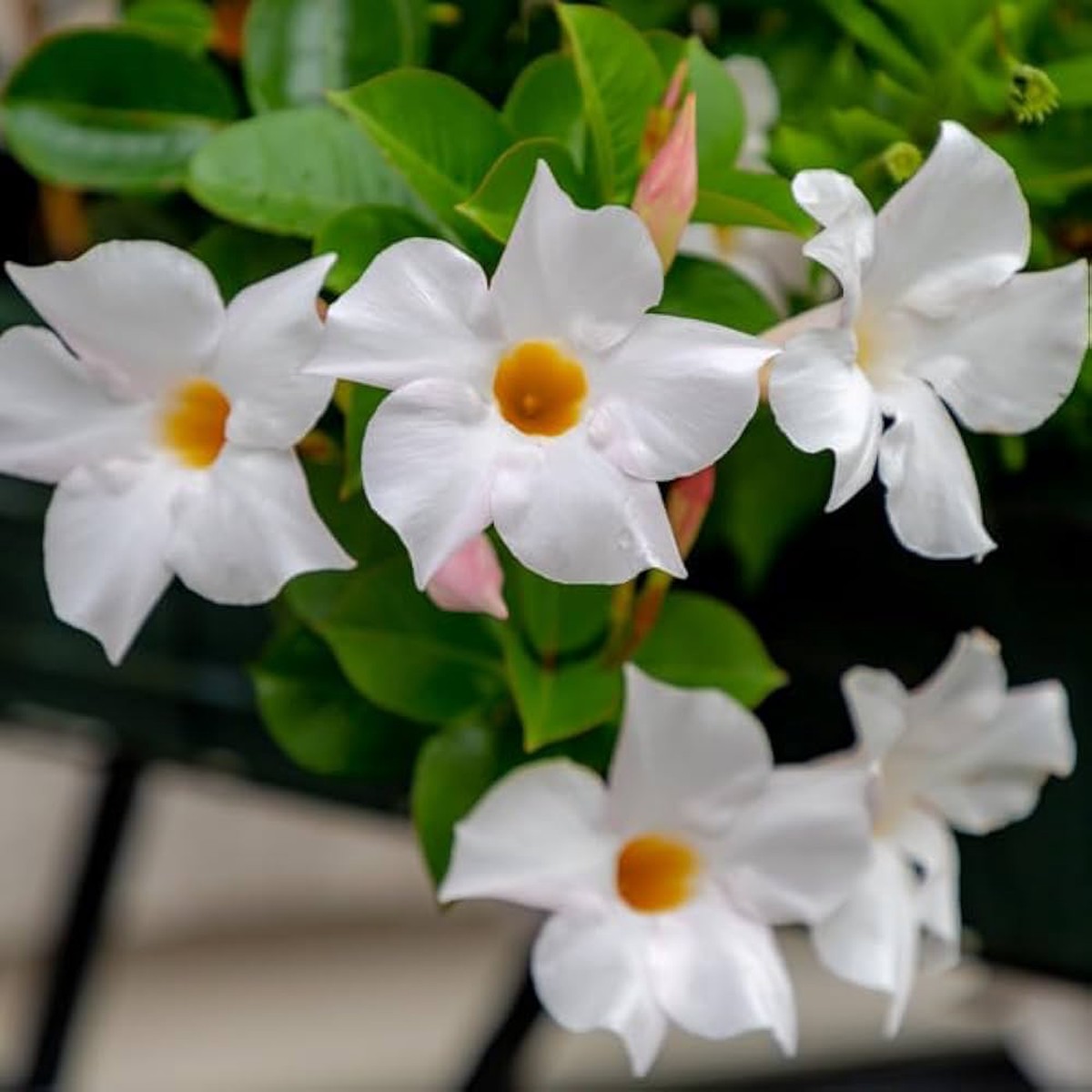 White Mandevilla Flower Seeds for Planting Heirloom, Non-GMO, High Germination Tropical Climbing Vine Seeds