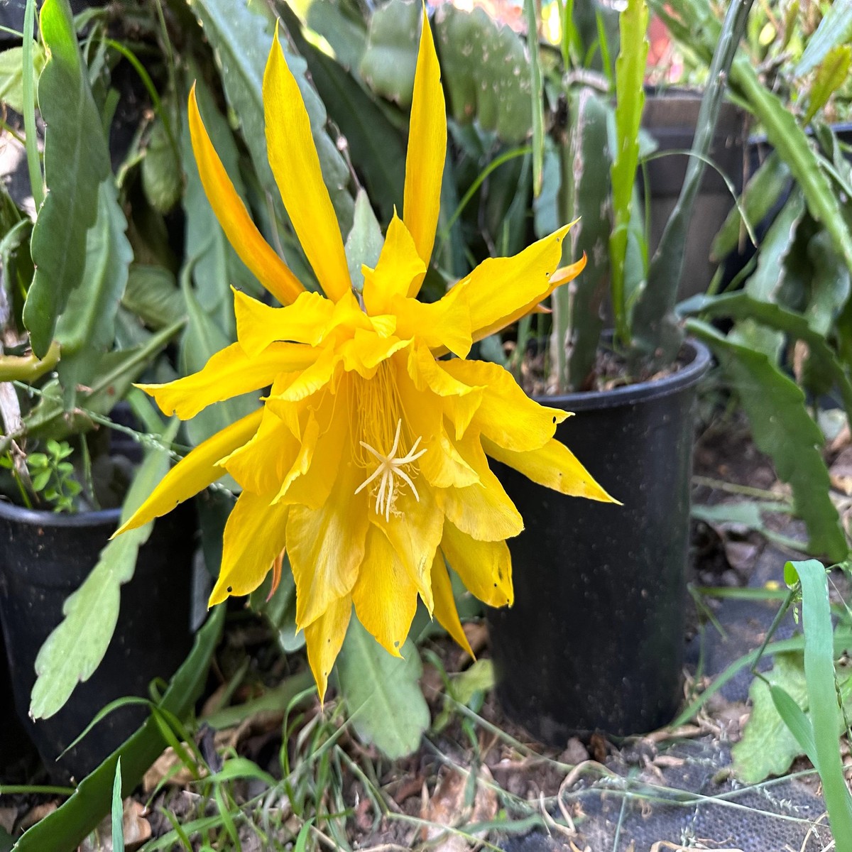 Yellow Epiphyllum Oxypetalum Flower Seeds for Planting Heirloom, Non-GMO, High Germination Cactus Seeds