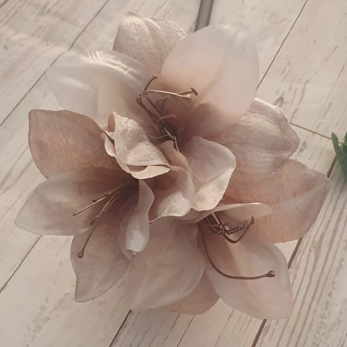 Ash Amaryllis Flower Seeds Heirloom Non-GMO High Germination Organic Garden Seeds for Planting