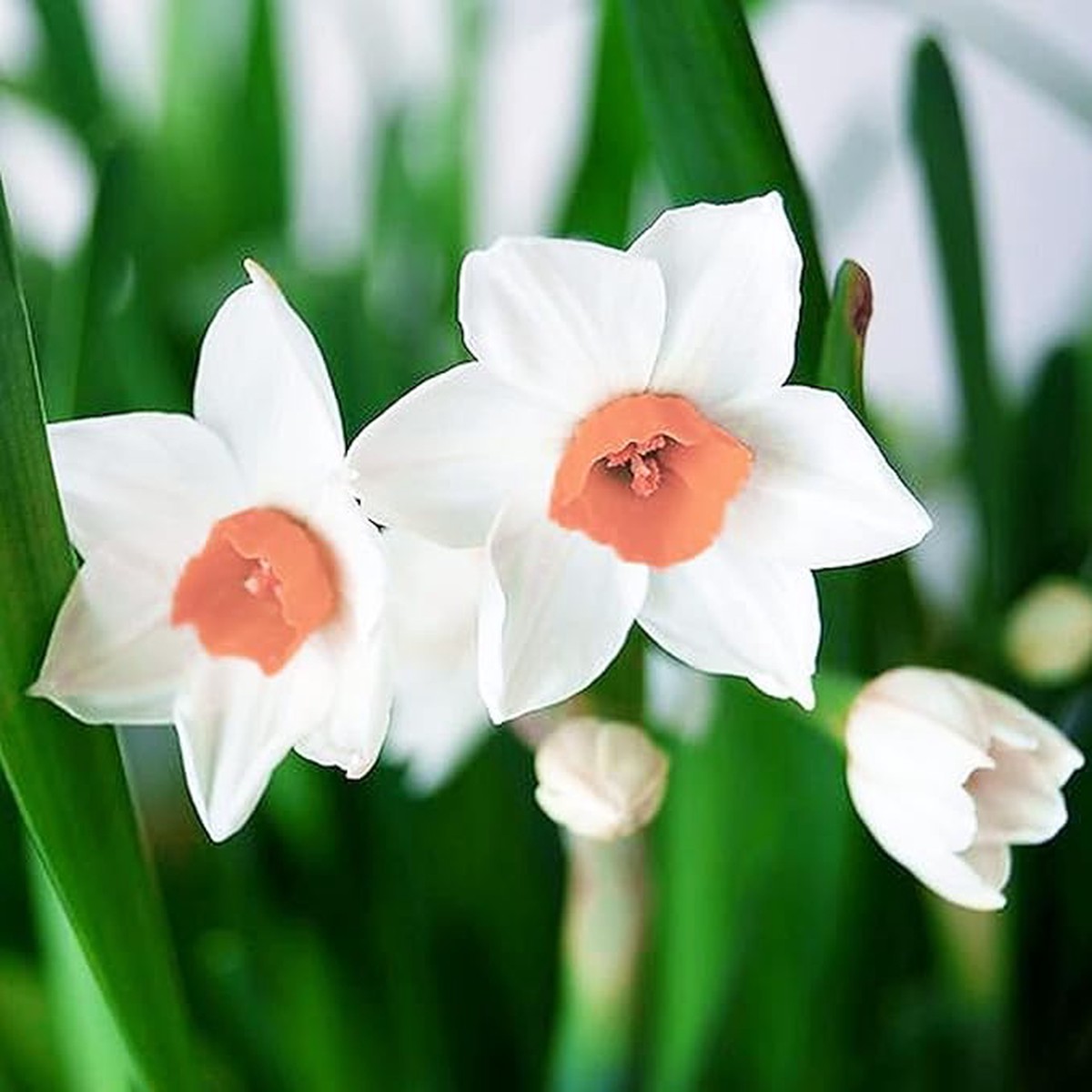 Baby Pink Daffodil Flower Seeds for Planting Heirloom, Non-GMO, High Germination Organic Garden Seeds
