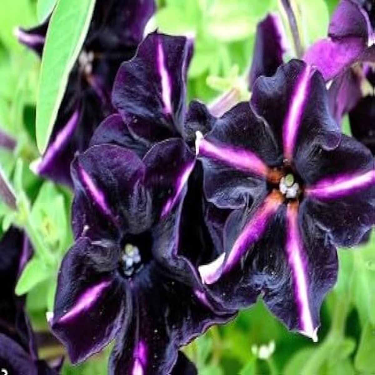 Black Purple Petunia Flower Seeds for Planting Heirloom, Non-GMO, High Germination Organic Garden Seeds