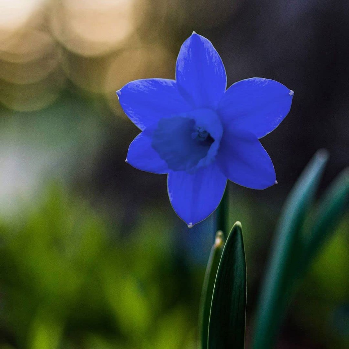 Blue Daffodils Flower Seeds Heirloom Non-GMO High Germination Unique Organic Garden Seeds for Planting
