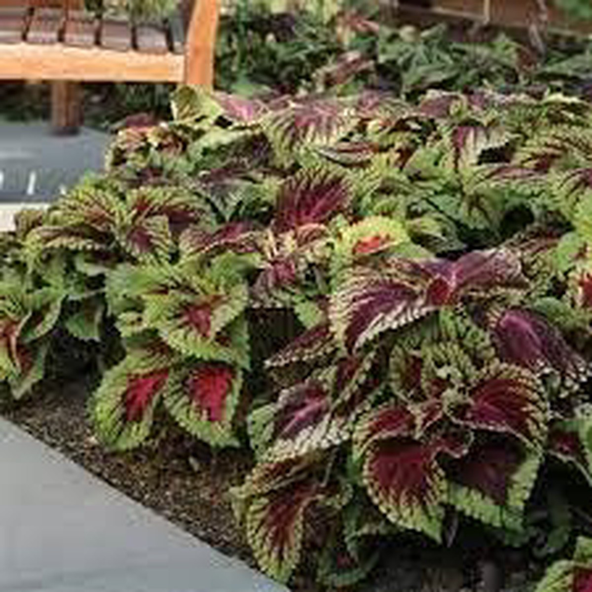 Heirloom Burgundy Green Dragon Coleus Flower Seeds for Planting | Non-GMO Organic Garden Seeds | High Germination Foliage
