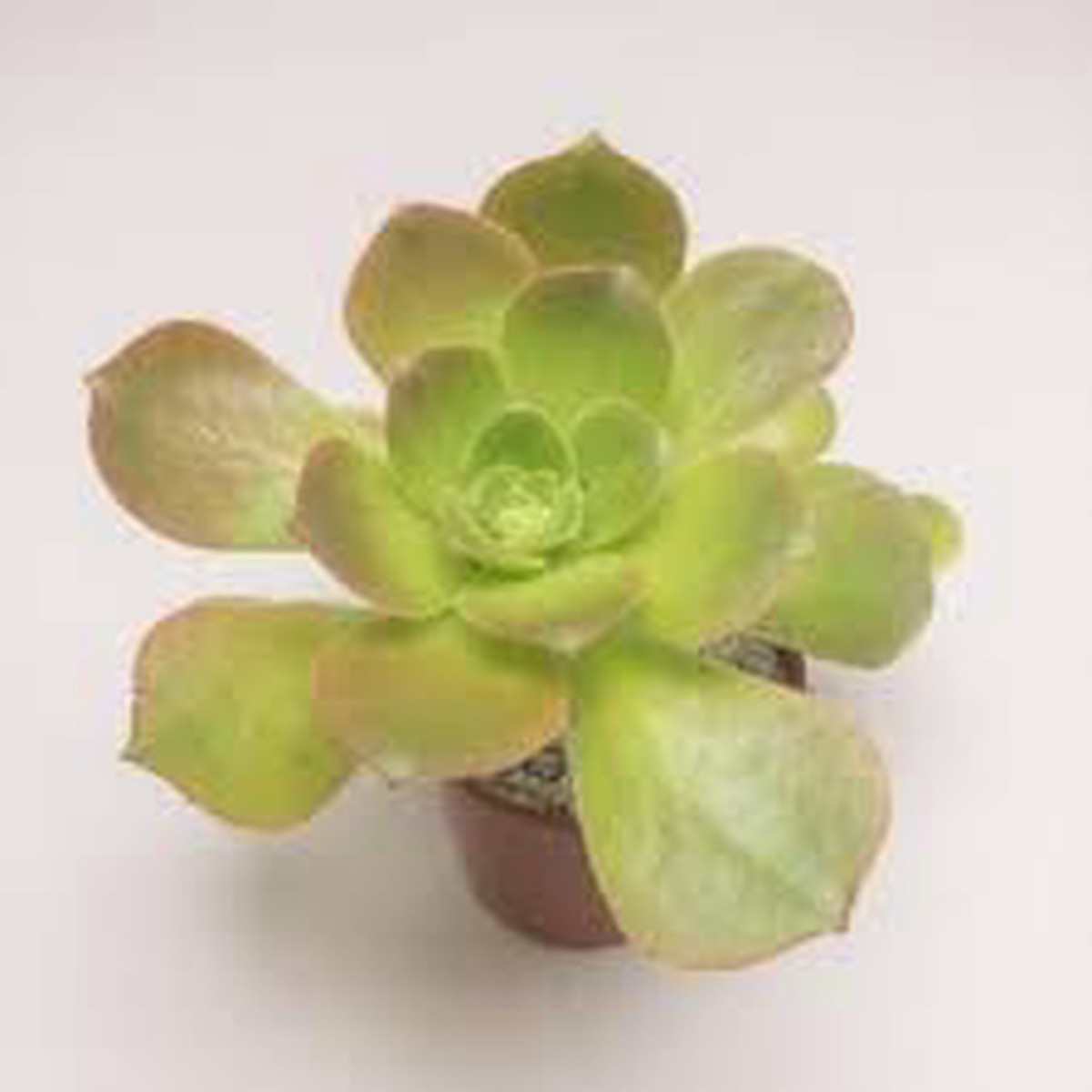 Heirloom Dark Yellow Succulent Flower Seeds for Planting | Non-GMO Organic Garden Seeds | High Germination Decorative Blooms