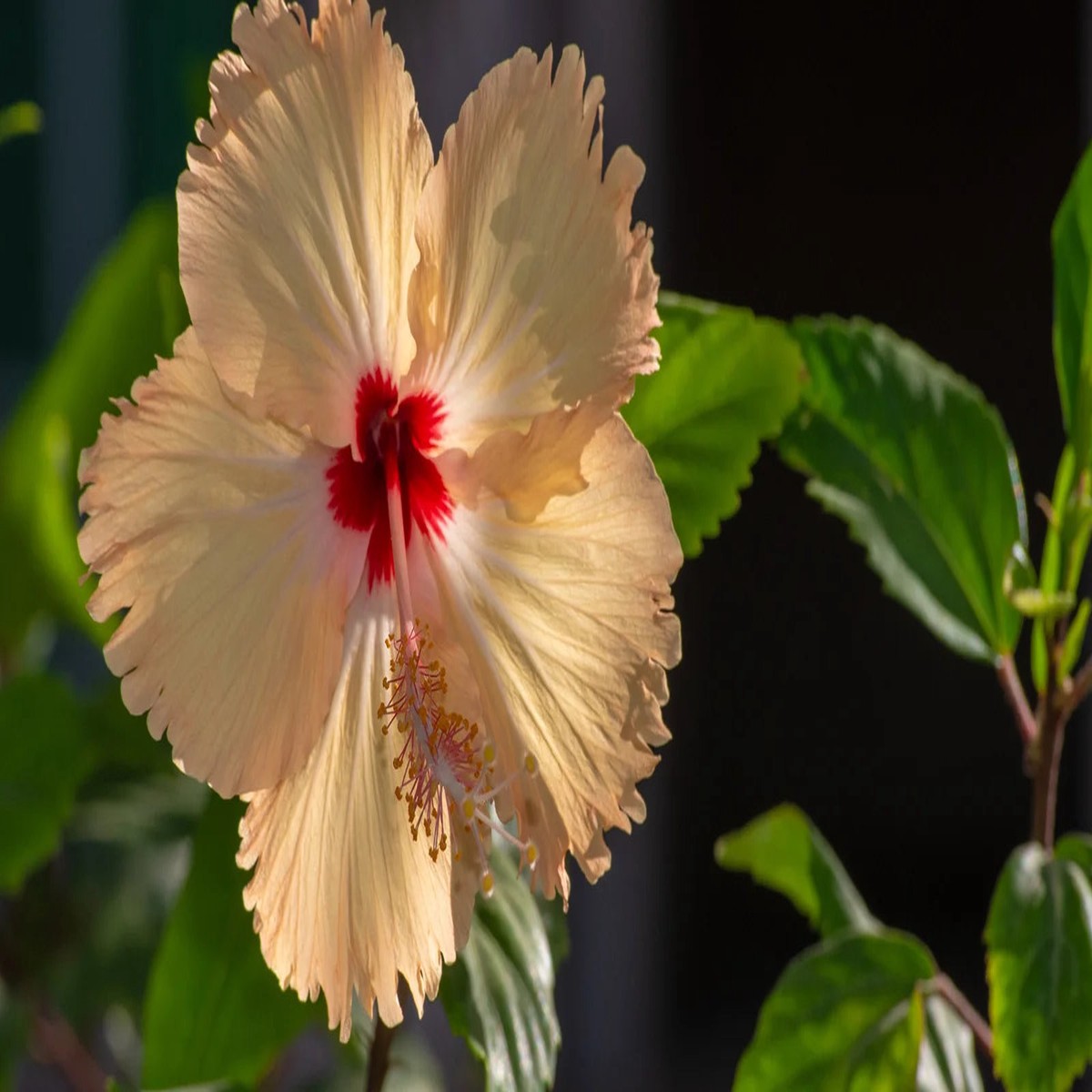 Heirloom Non-GMO Hibiscus Flower Seeds for Planting | Light Orange Tropical Blooms | Organic Garden Seeds | High Germination