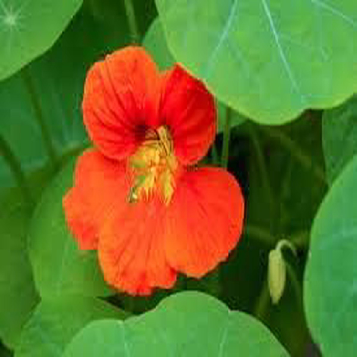Heirloom Orange Tropaeolum Majus Flower Seeds for Planting | Non-GMO Organic Garden Seeds | Vibrant Edible Blooms, High Germination