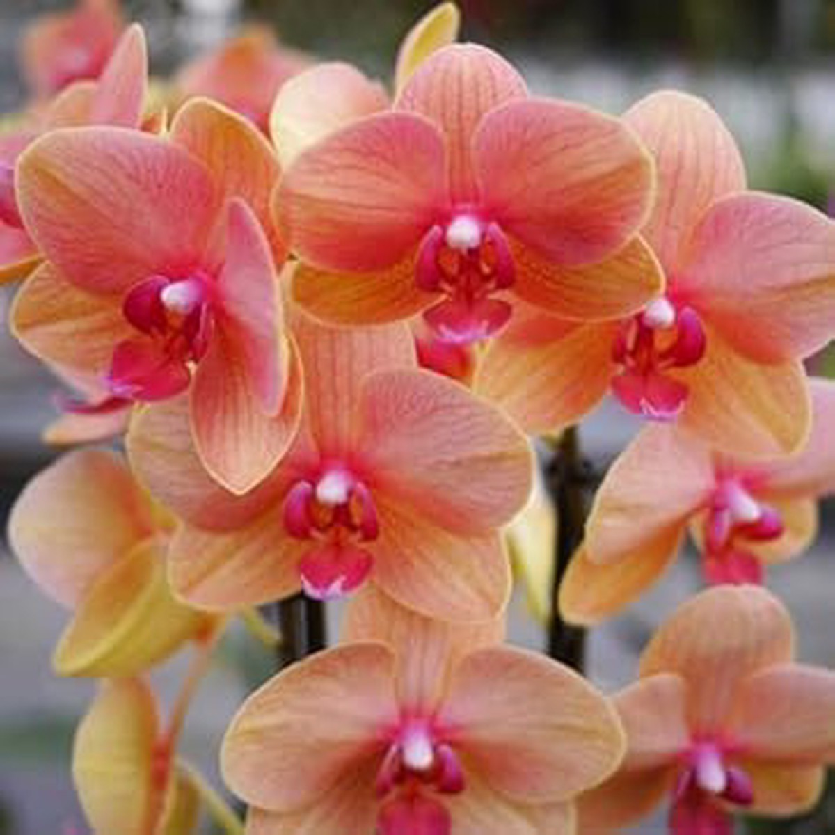 Heirloom Pink Yellow Phalaenopsis Orchid Flower Seeds for Planting Non-GMO, High Germination Exotic Seeds