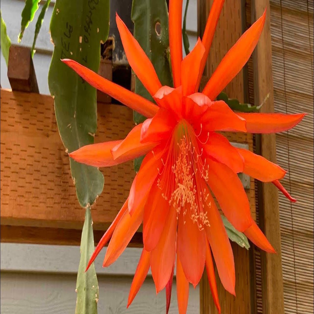 Orange Epiphyllum Oxypetalum Flower Seeds Heirloom Non-GMO High Germination Organic Garden Seeds for Planting