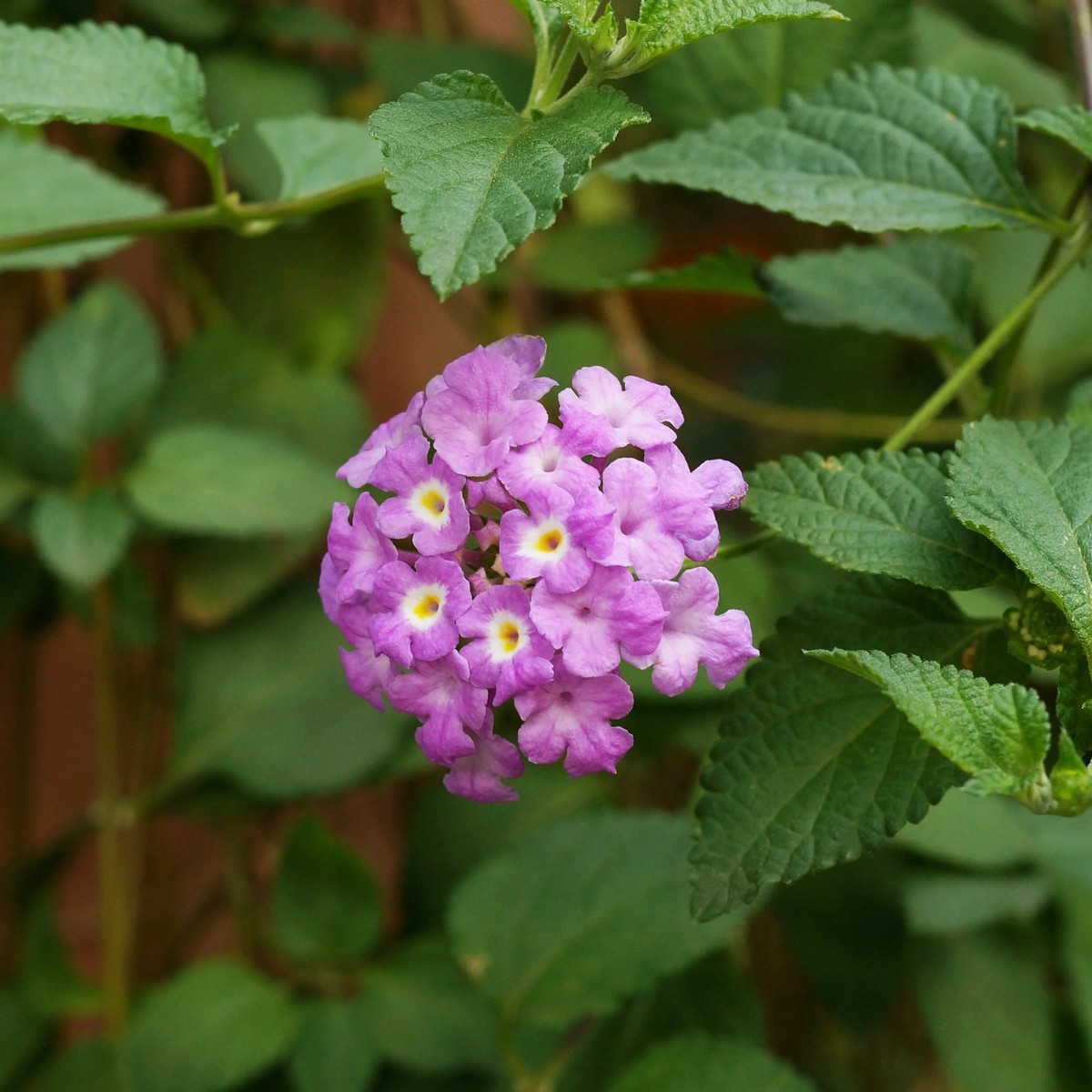 Purple Lantana Flower Seeds for Planting Heirloom, Non-GMO, High Germination Organic Garden Seeds