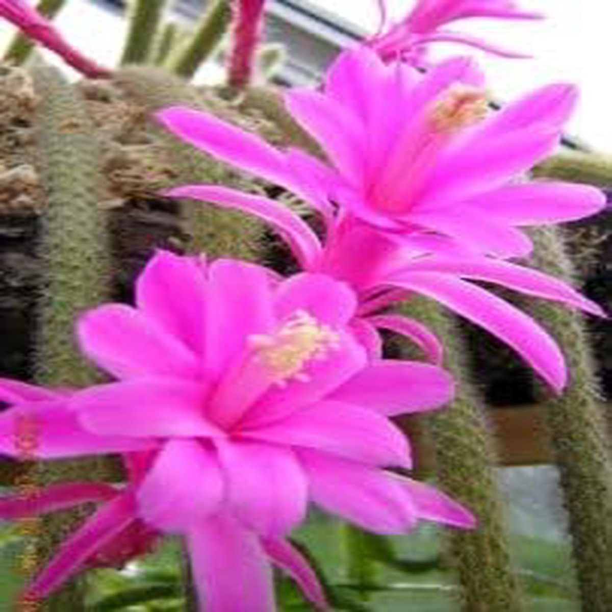Purple Nopalxochia Flower Seeds Heirloom, Non-GMO, High Germination Organic Garden Seeds for Planting Vibrant Blooms