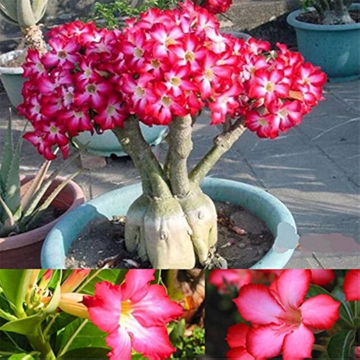 Red Adenium Obesum Flower Seeds for Planting Heirloom, Non-GMO, High Germination Desert Rose Seeds