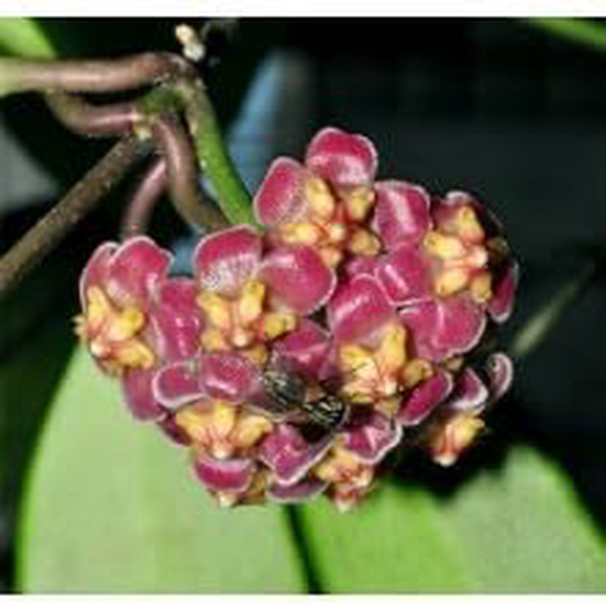 Red Yellow Hoya Flower Seeds for Planting | Heirloom Non-GMO Organic Garden Seeds | High Germination Indoor & Outdoor Blooms