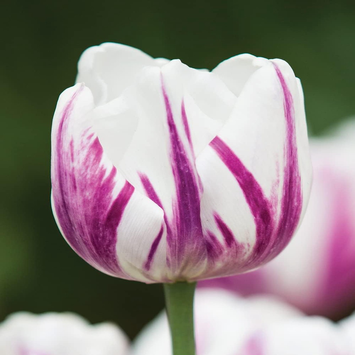 Violet White Tulip Flower Seeds for Garden Heirloom, Non-GMO, Colorful Blooms
