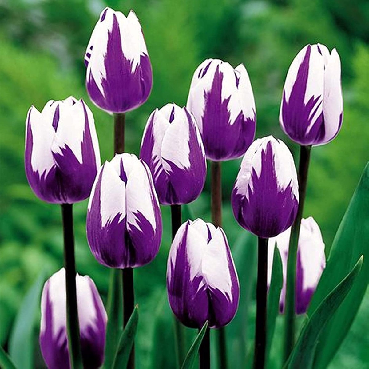 White Violet Tulip Flower Seeds for Planting Heirloom, Non-GMO, High Germination Organic Garden Seeds