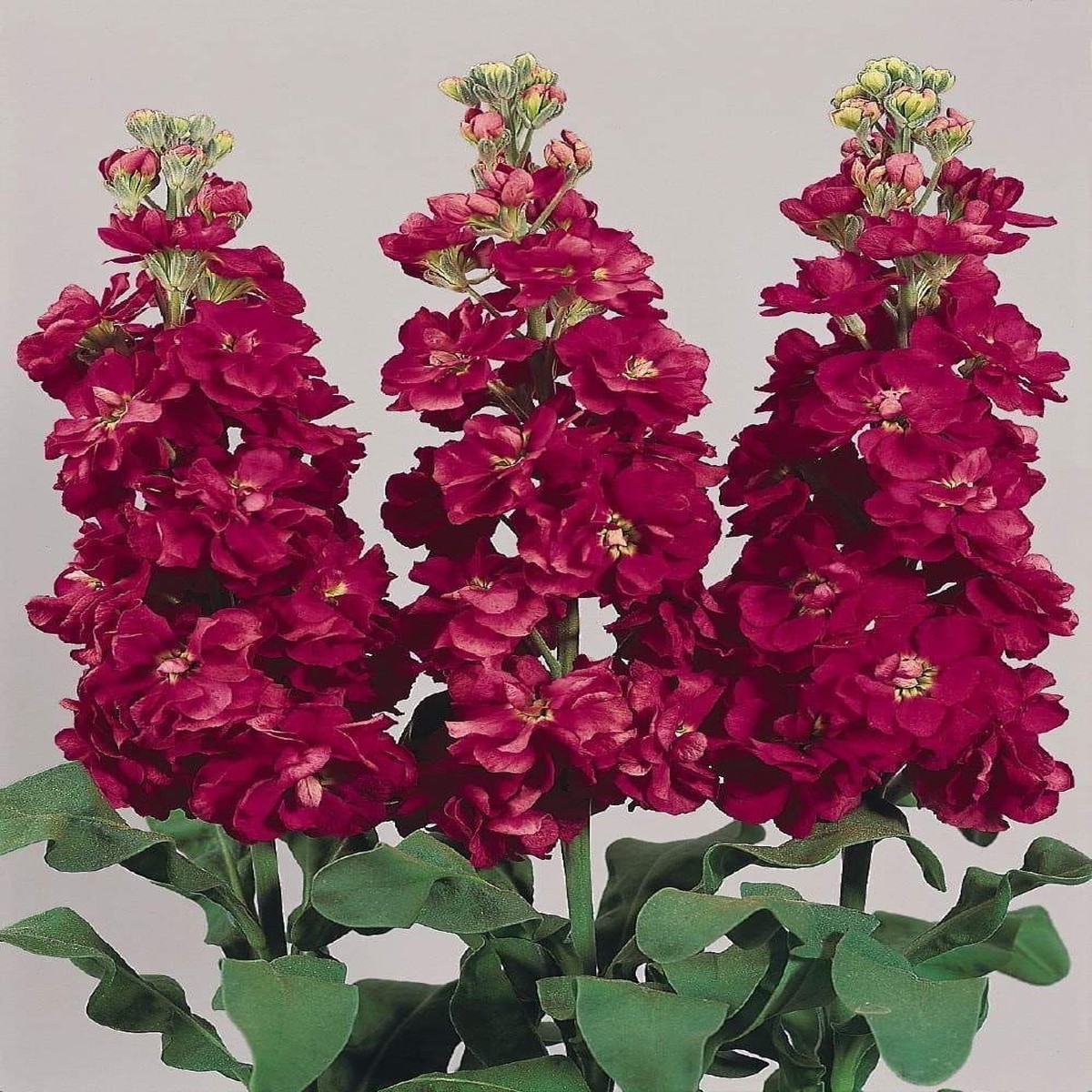 Burgundy Matthiola Flower Seeds Heirloom Non-GMO High Germination Organic Garden Seeds for Planting Fragrant Blooms
