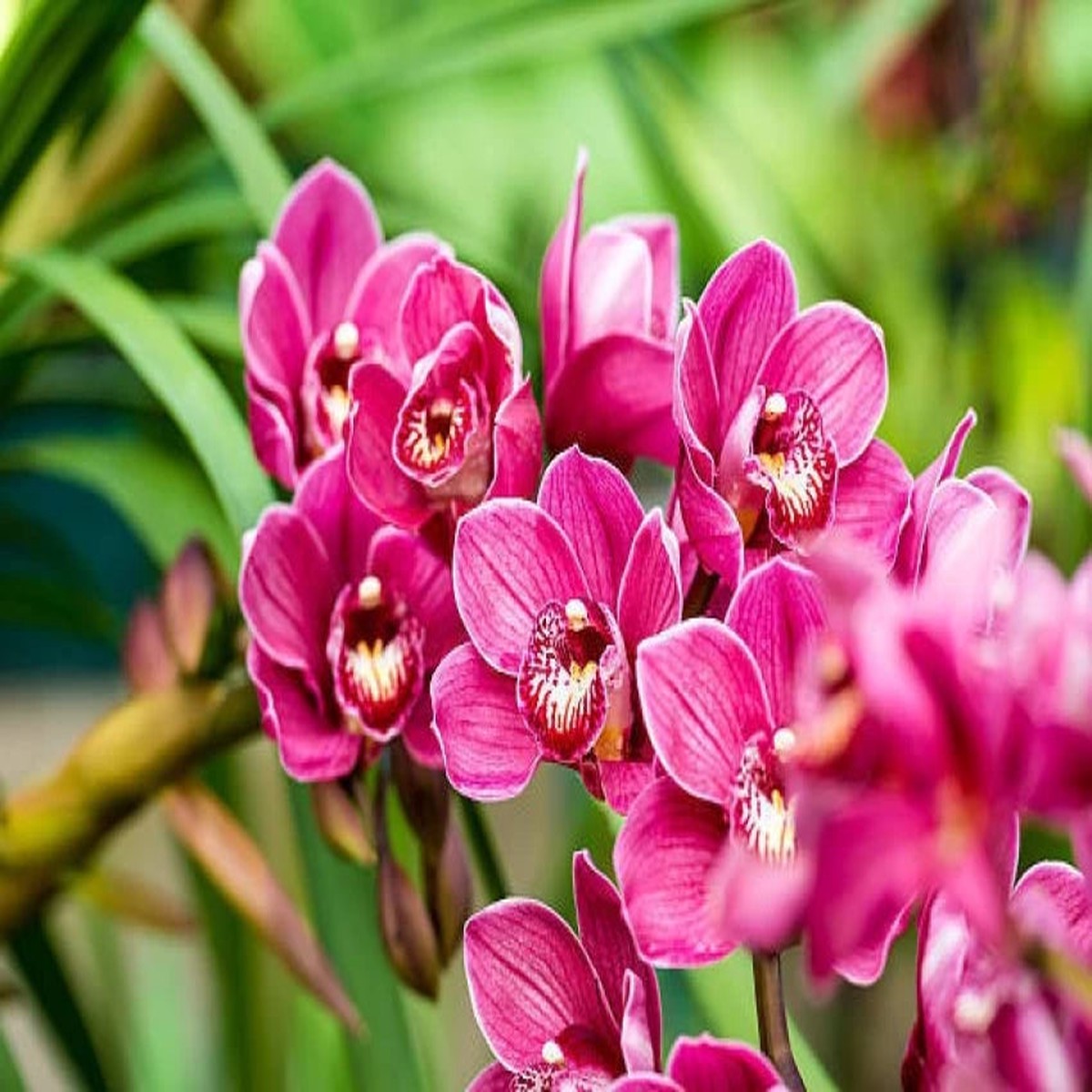 Dark Pink Phalaenopsis Orchid Seeds for Planting Heirloom, Non-GMO, High Germination Flower Seeds
