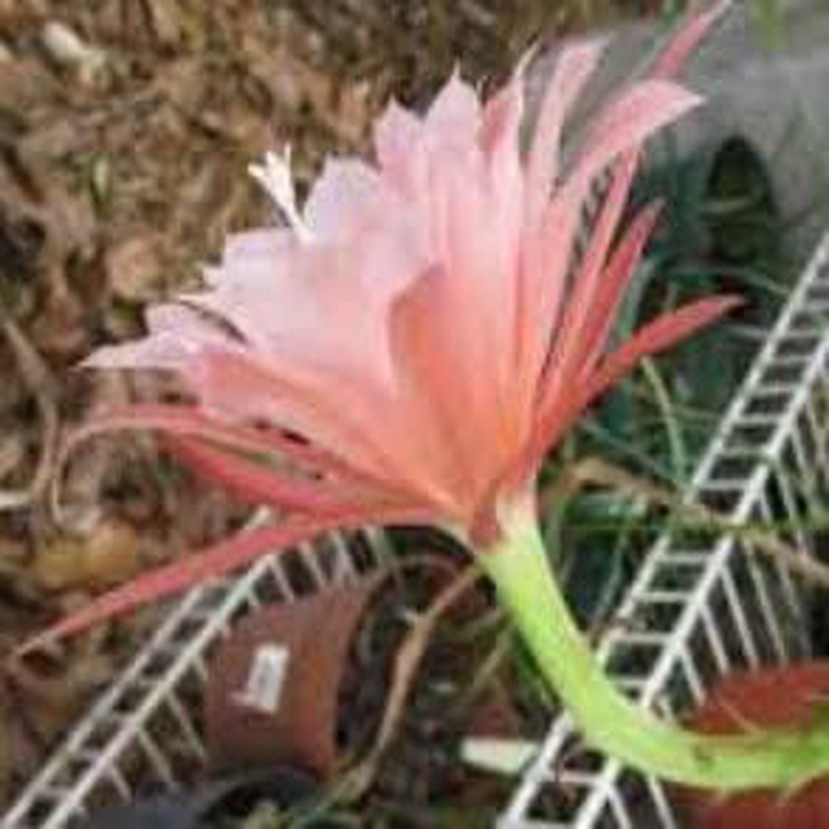 Heirloom Baby Pink Nopalxochia Flower Seeds for Planting | Non-GMO Organic Garden Seeds | High Germination Rare Cactus Blooms